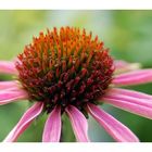 Rot XI: Echinacea - oder?