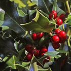 Rot zwischen stacheligen Blättern