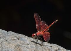 Rotader Sonnenzeiger Libelle