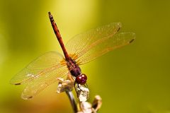 Rotader-Sonnenzeiger (Trithemis arteriosa).