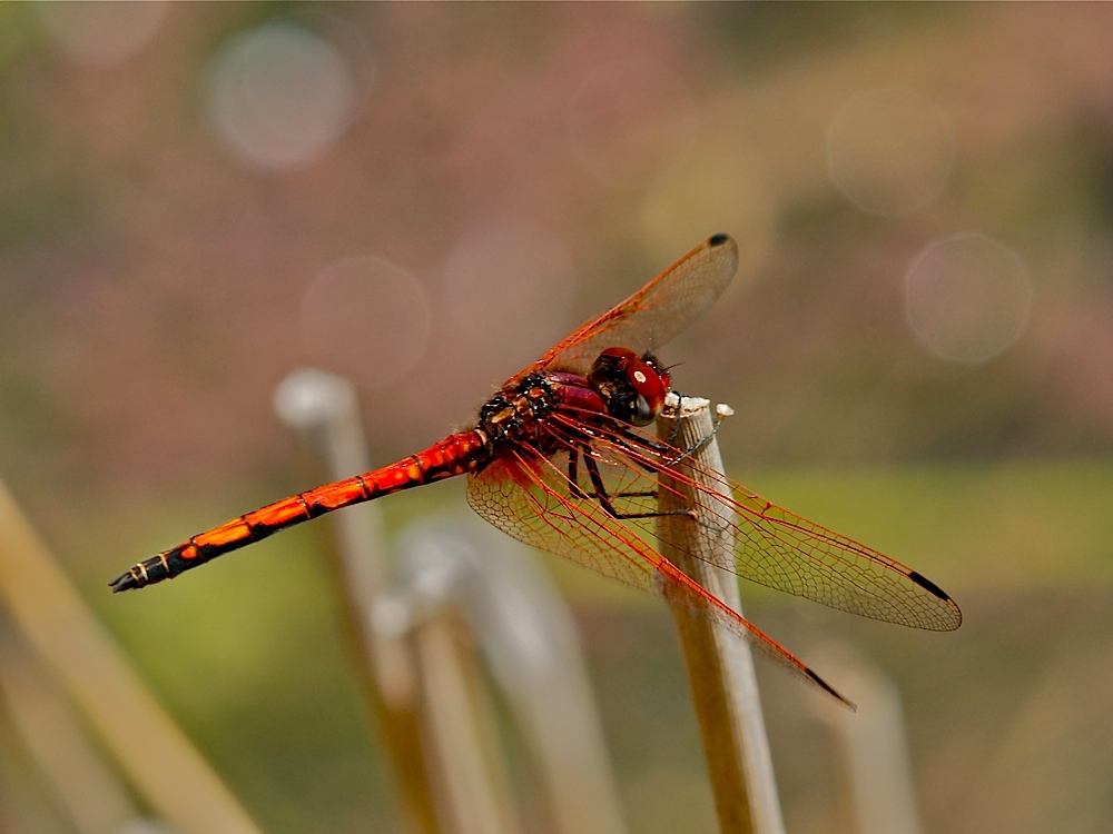 Rotader-Sonnenzeiger (Trithemis arteriosa)