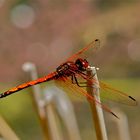 Rotader-Sonnenzeiger (Trithemis arteriosa)