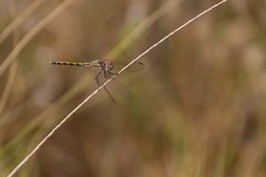 Rotader-Sonnenzeiger (Trithemis arteriosa) , weibchen