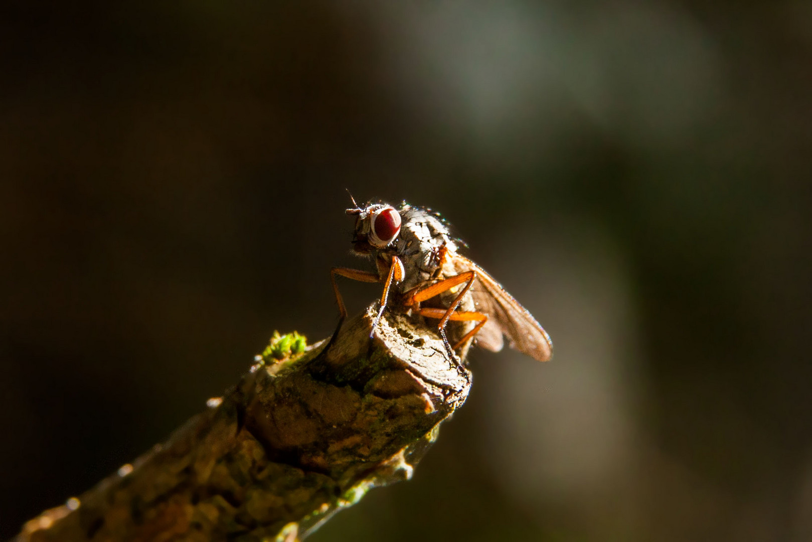 rotäugige Fliege