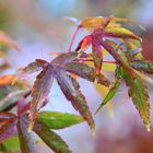 Rotahorn im Herbstmantel