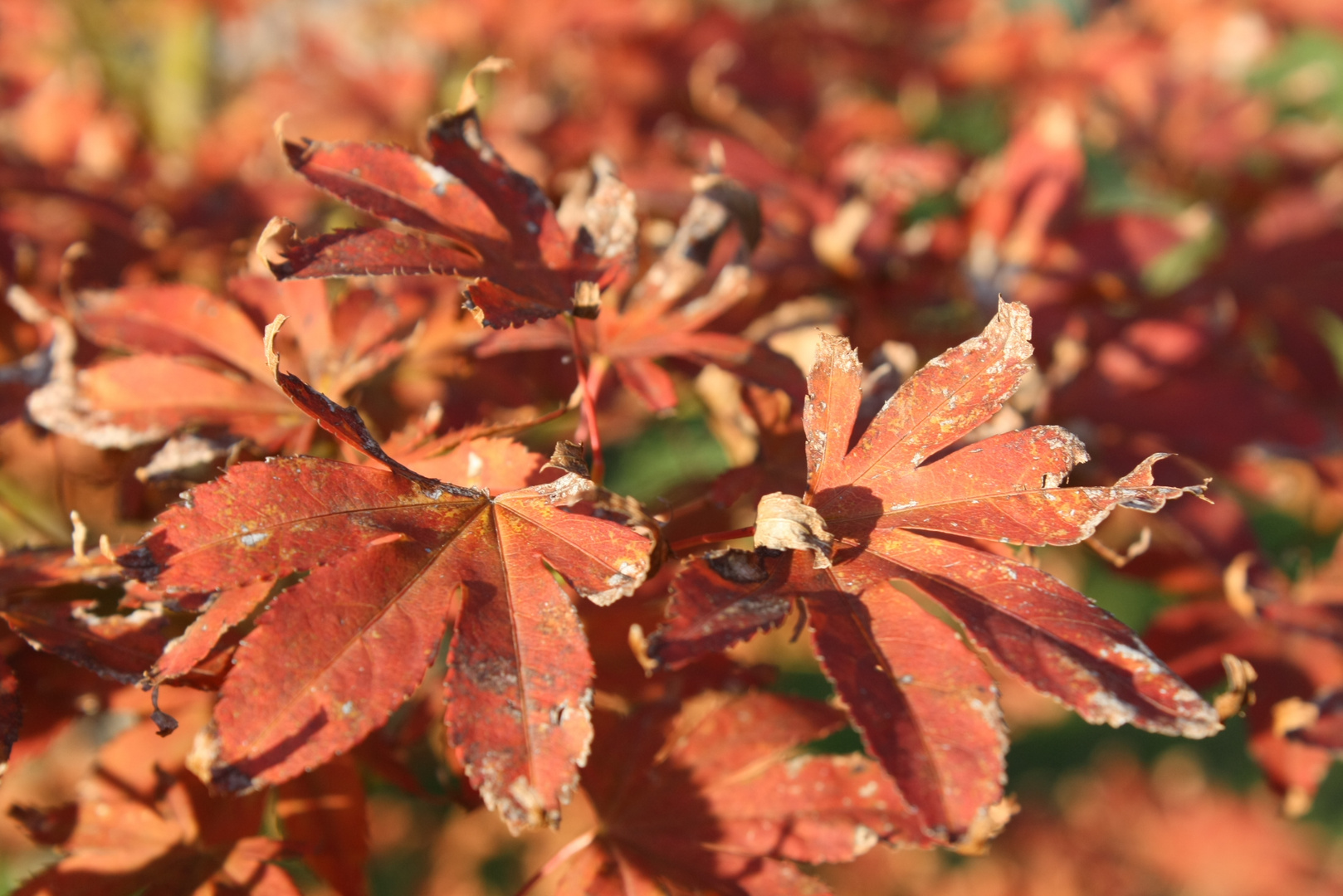 Rotahornblätter im Herbst