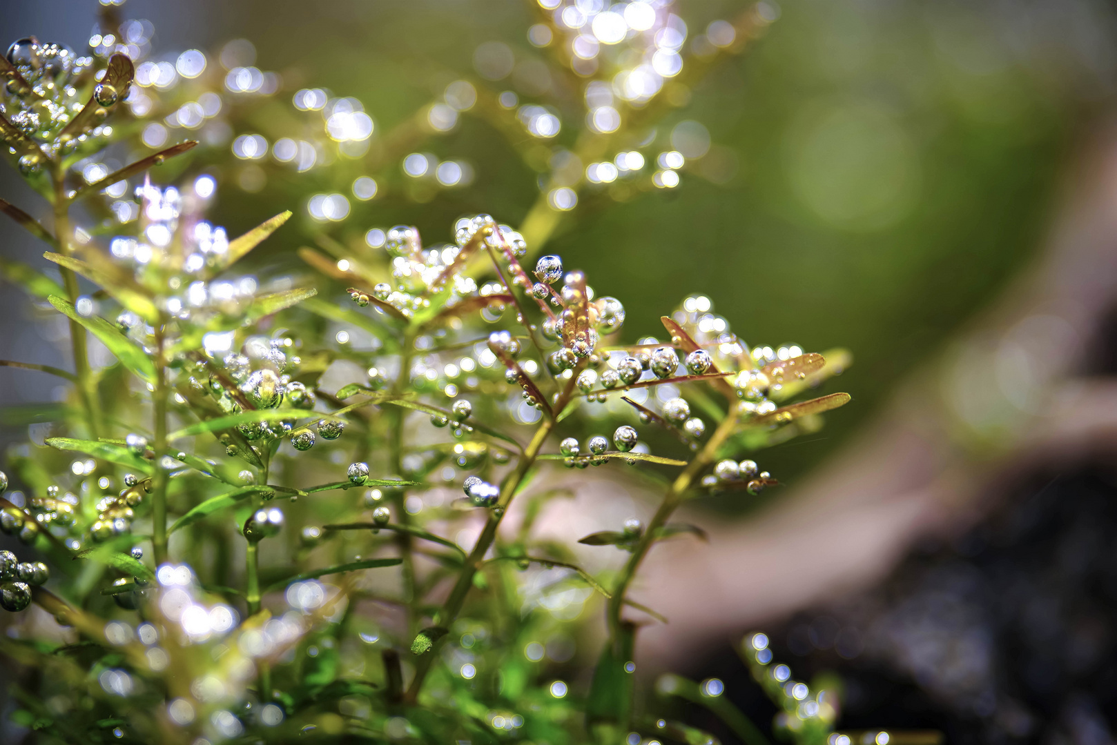 Rotala 