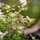 Rotala 