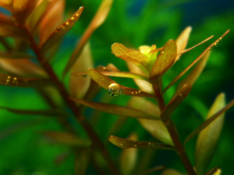 Rotala rotundifolia