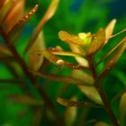 Rotala rotundifolia