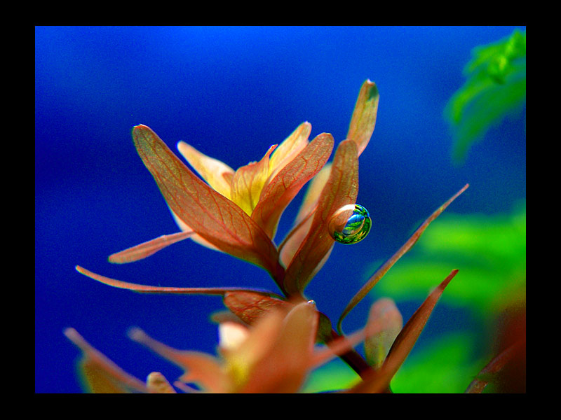 Rotala rotundifolia with oxygen bubble