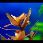 Rotala rotundifolia with oxygen bubble