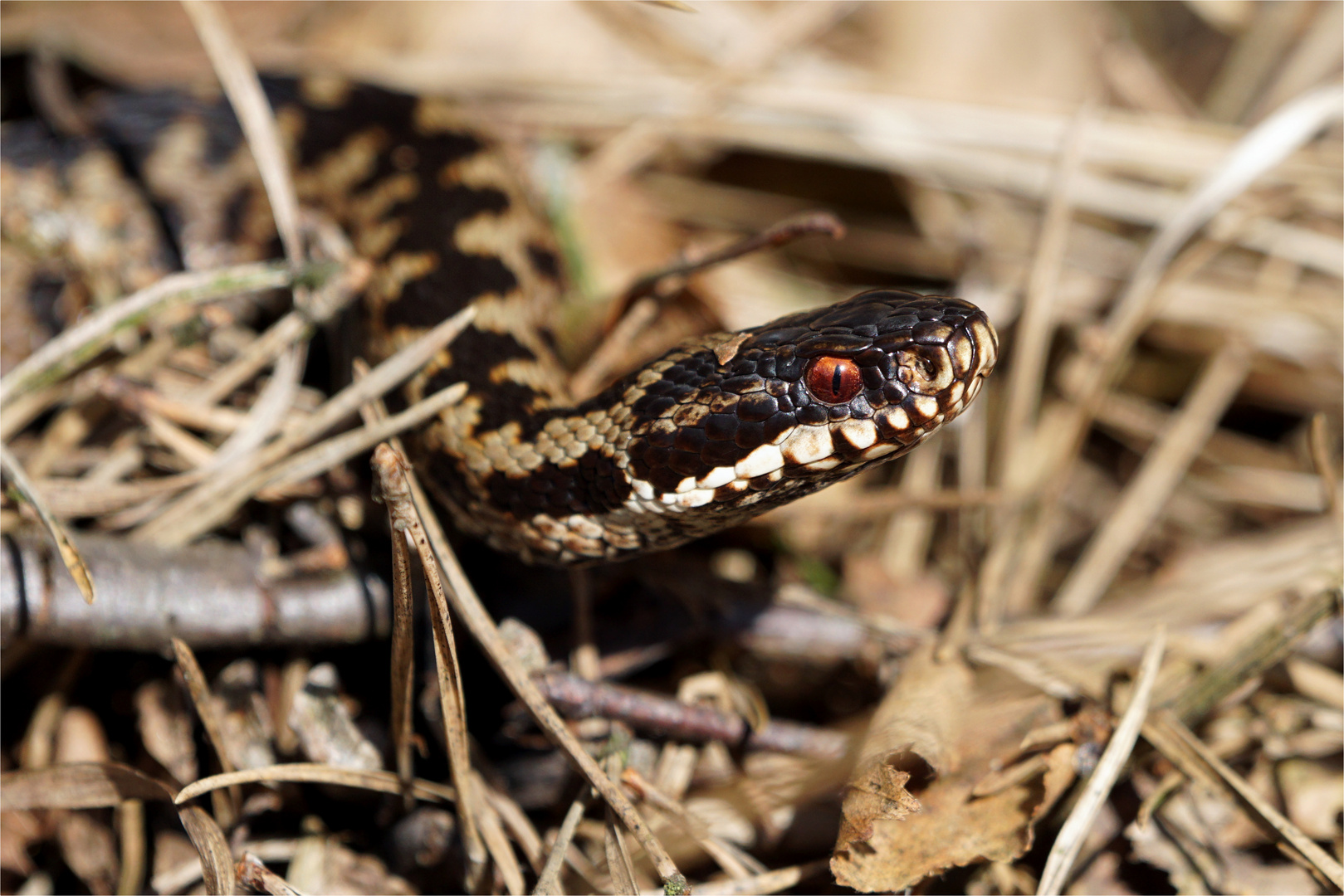 Rotauge.... Kreuzotter -(Vipera berus)