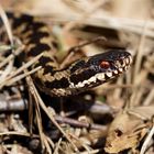 Rotauge.... Kreuzotter -(Vipera berus)