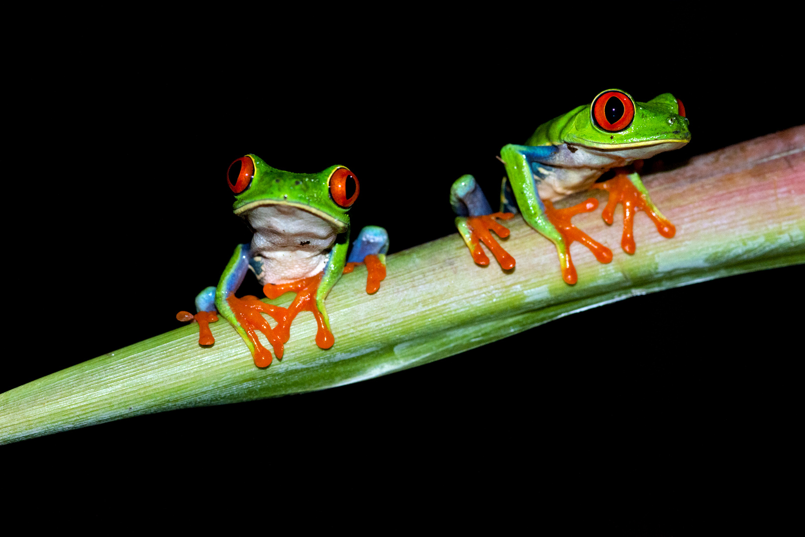 Rotaugen - Blattfrosch