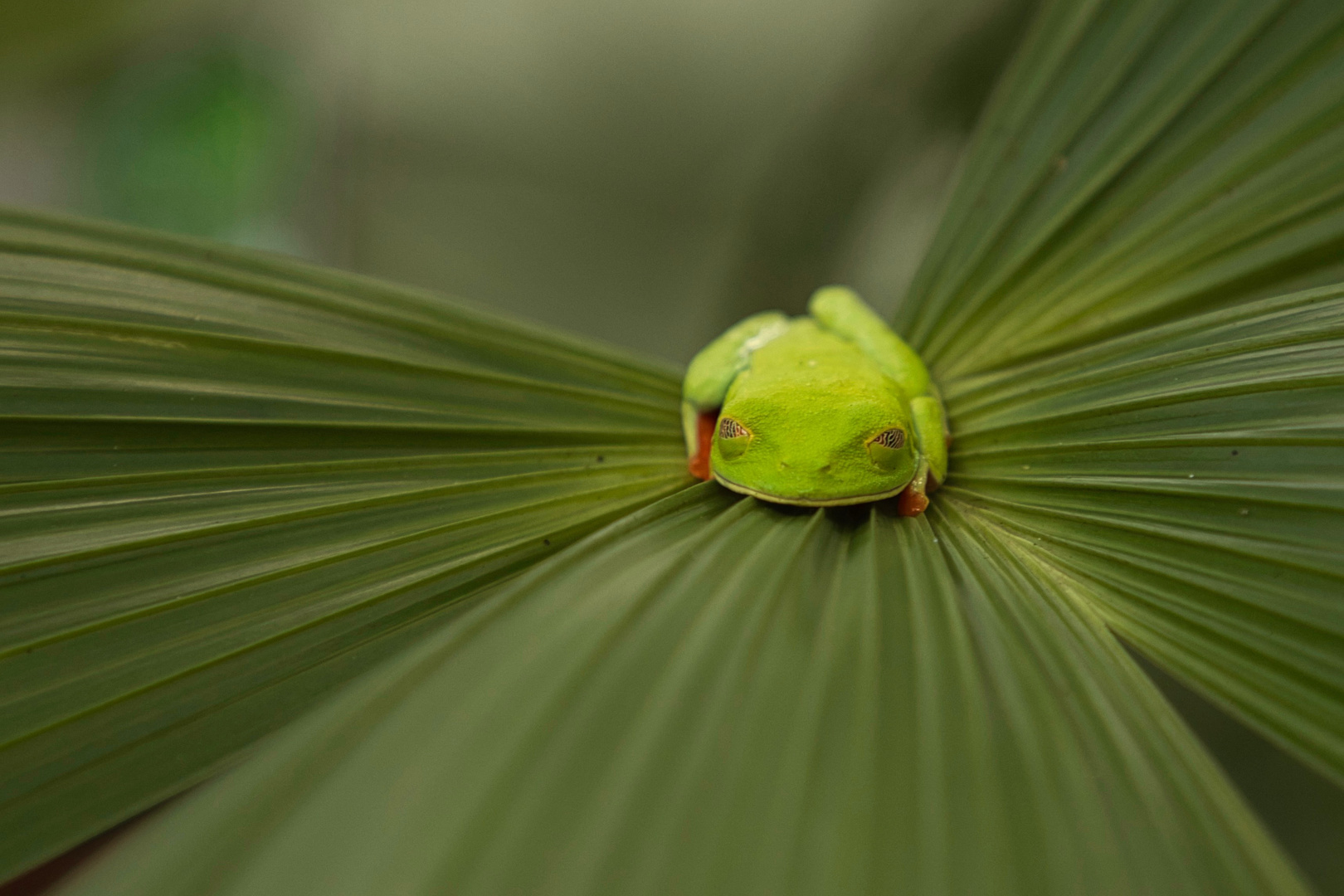 Rotaugen Frosch Costa Rica