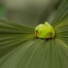 Rotaugen Frosch Costa Rica