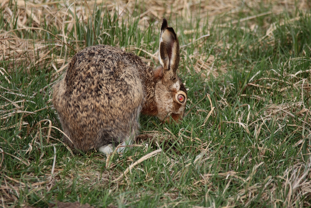 Rotaugen Hase