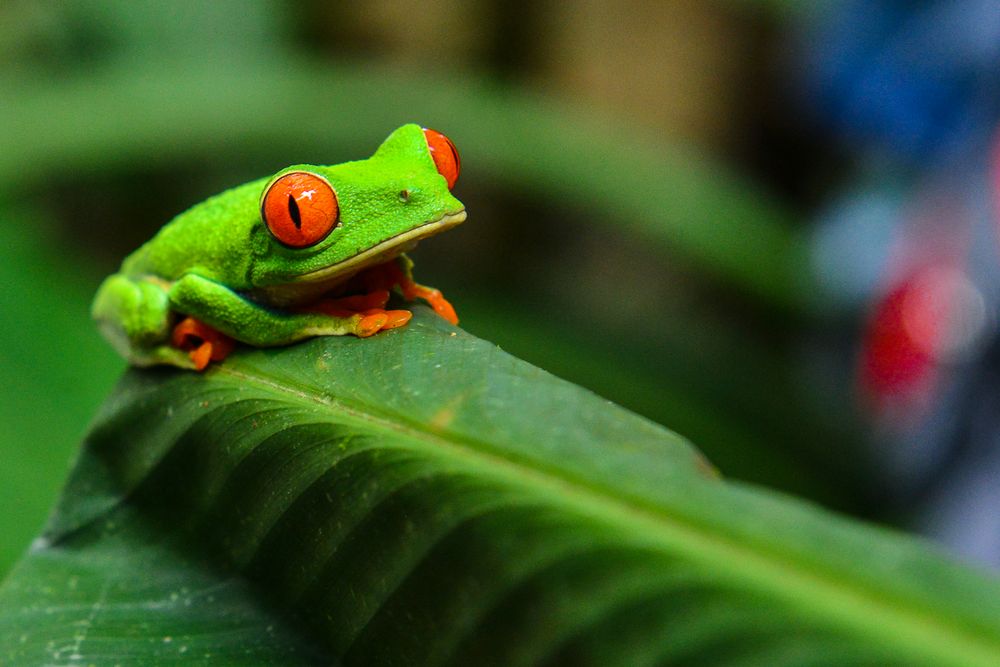 Rotaugen - Laubfrosch Foto &amp; Bild | tiere, reisen, natur Bilder auf ...