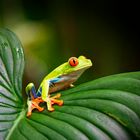 Rotaugen Laubfrosch (Agalychnis Callidryas)