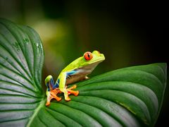 Rotaugen Laubfrosch (Agalychnis Callidryas)