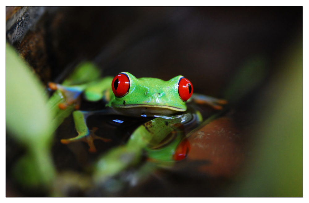 Rotaugen Laubfrosch (Agalychnis callidryas)