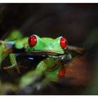 Rotaugen Laubfrosch (Agalychnis callidryas)