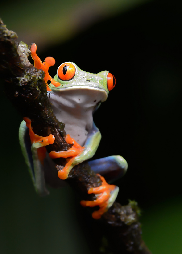 Rotaugen-Laubfrosch - Agalychnis callidryas