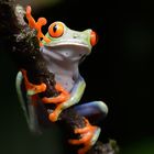 Rotaugen-Laubfrosch - Agalychnis callidryas