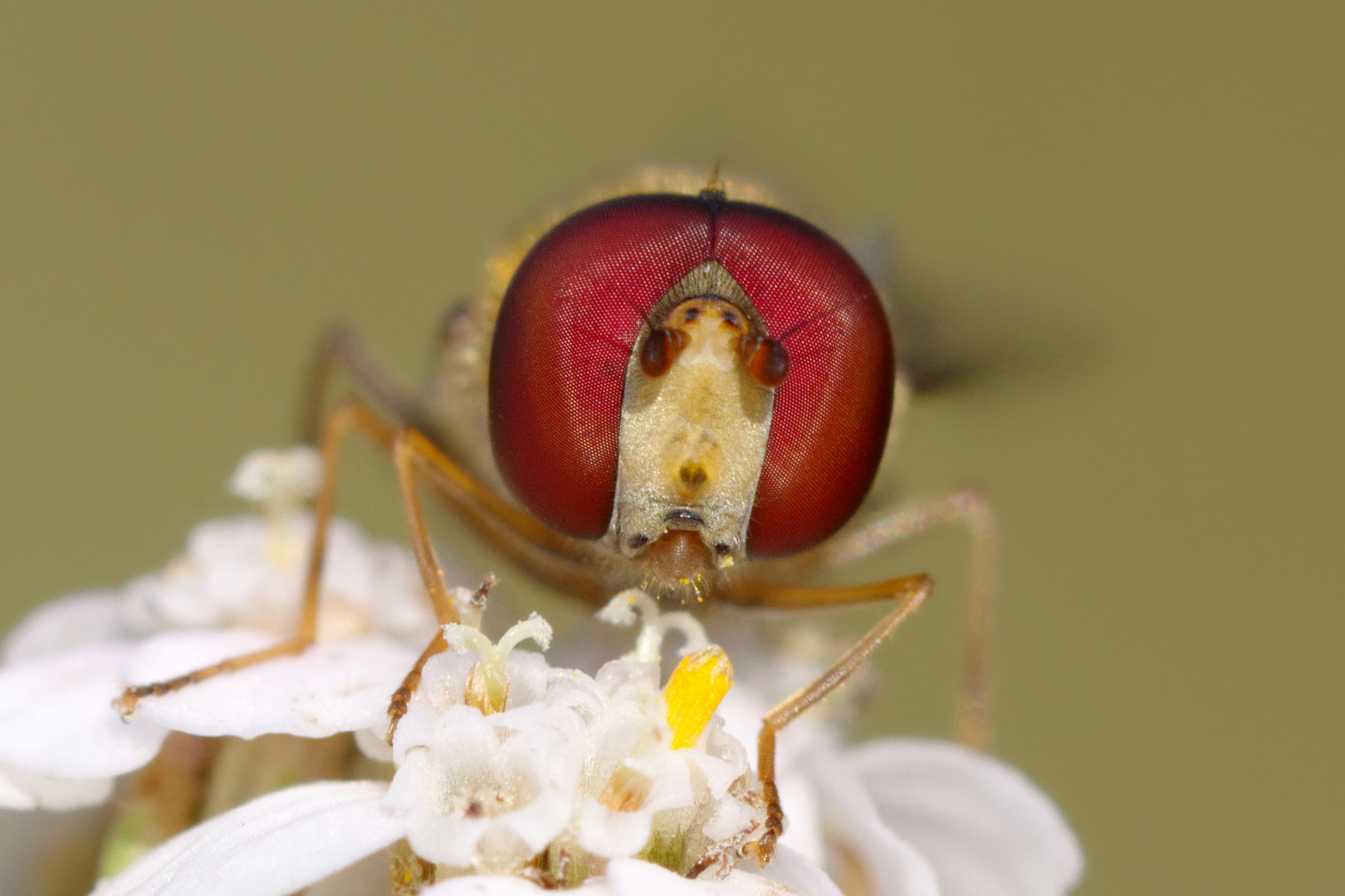 Rotaugen... Schwebfliege