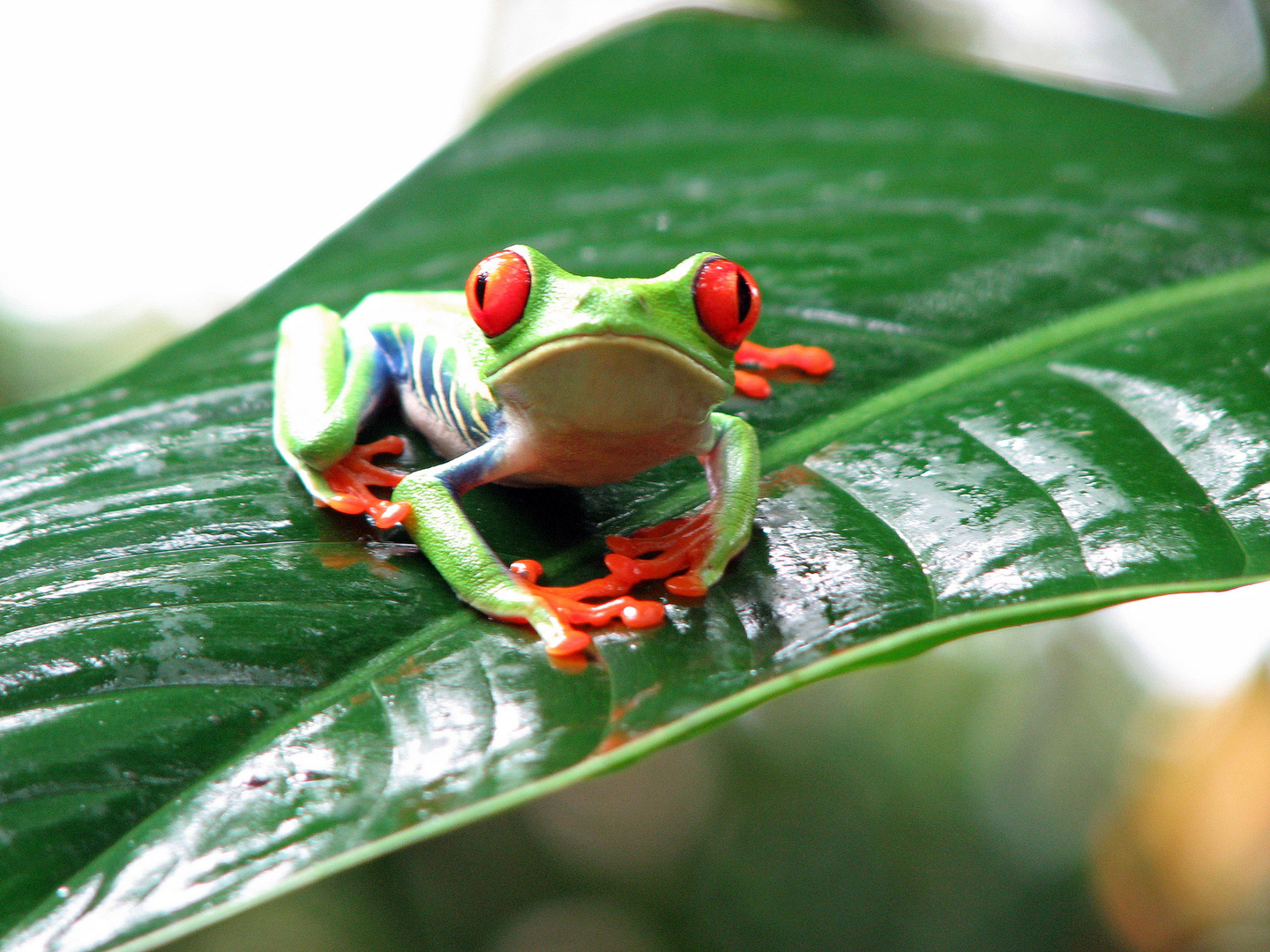 Rotaugenbaumfrosch