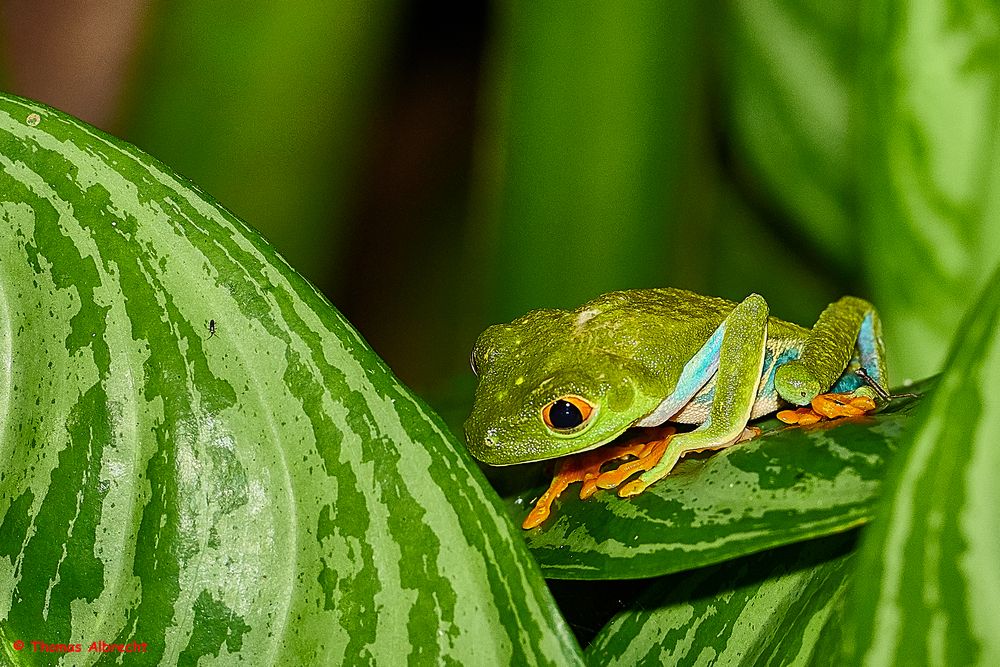 Rotaugenfrosch