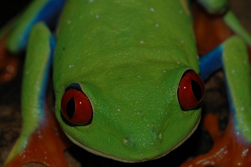 Rotaugenfrosch