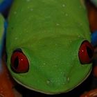 Rotaugenfrosch