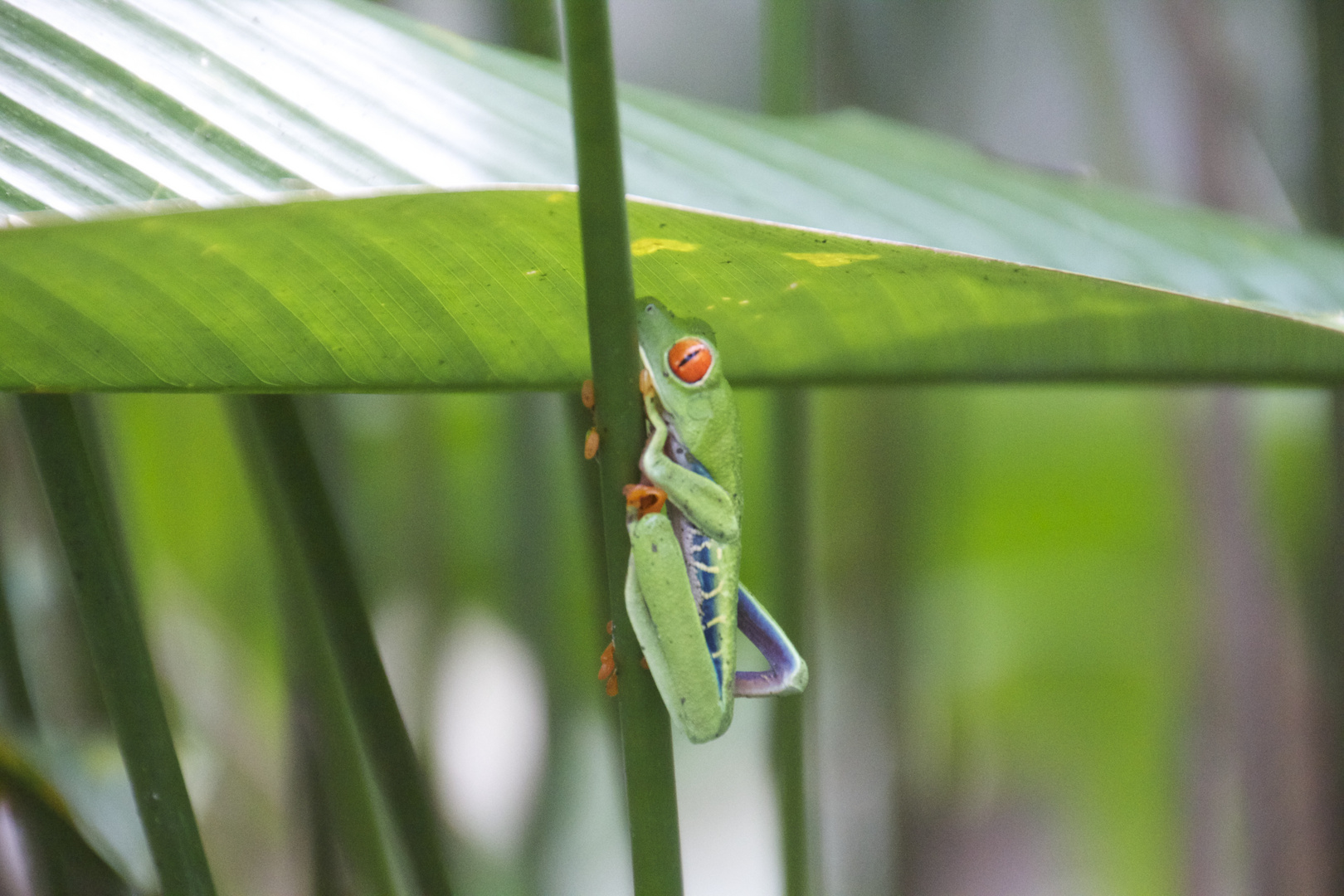 Rotaugenfrosch