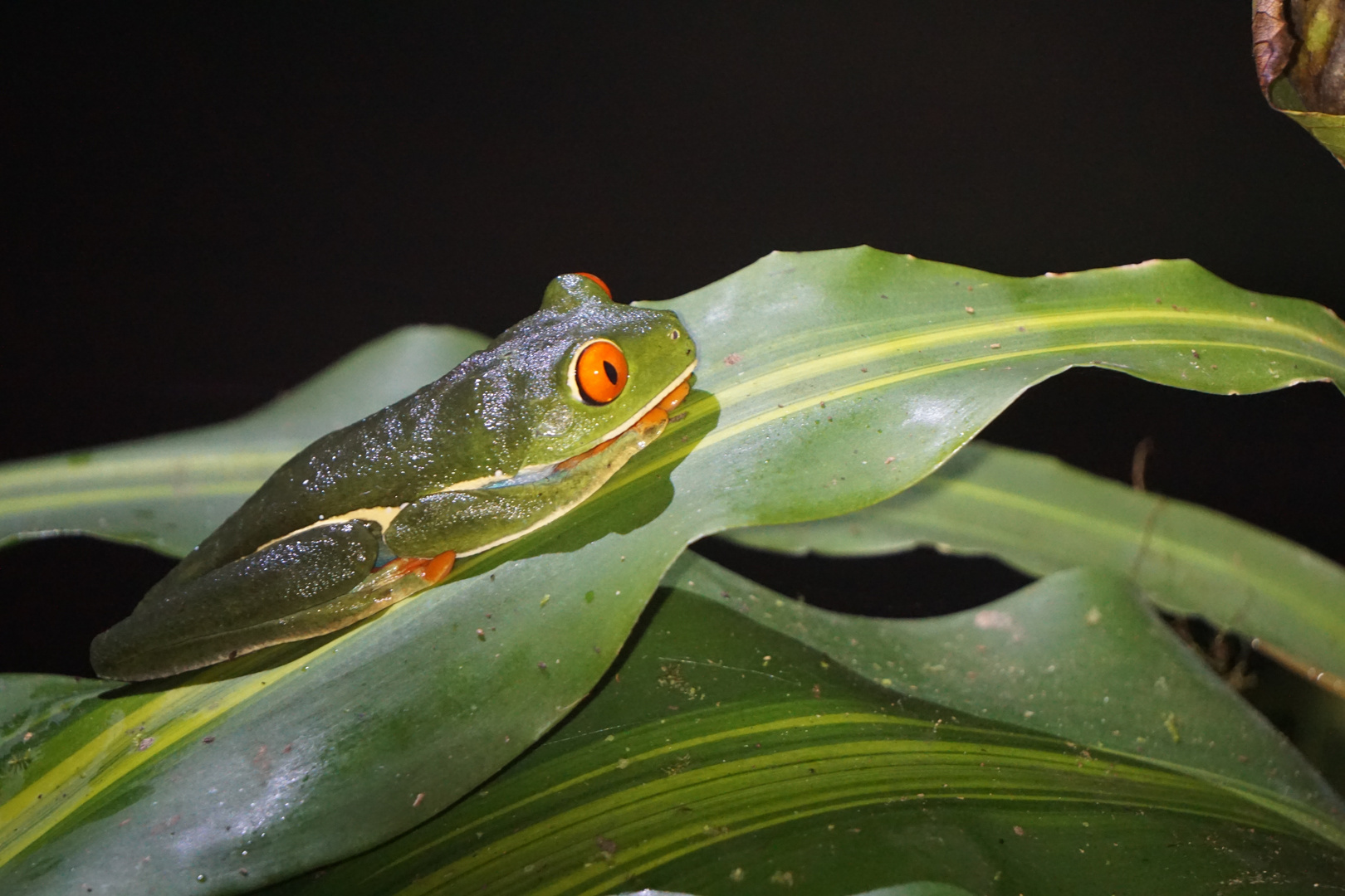 Rotaugenfrosch