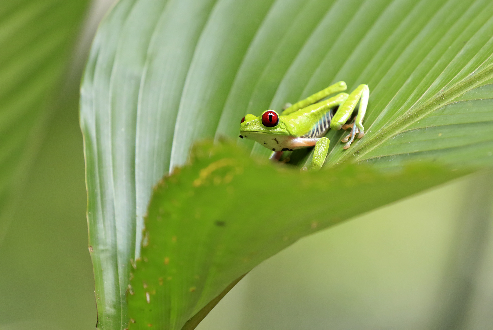 Rotaugenfrosch