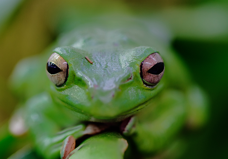 Rotaugenfrosch