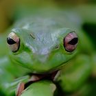 Rotaugenfrosch