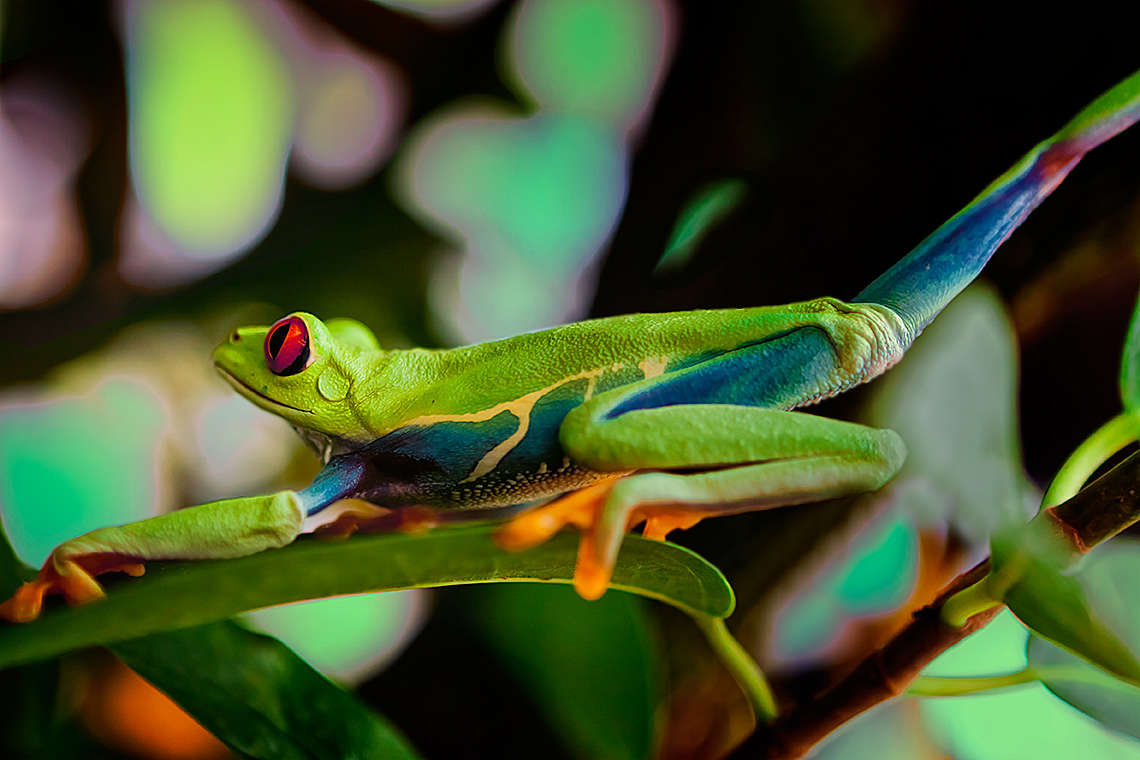 Rotaugenfrosch