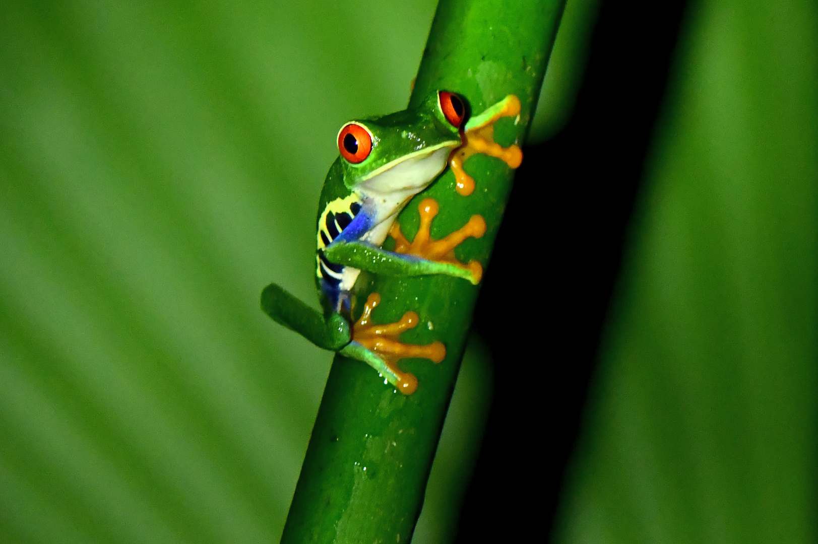 Rotaugenfrosch