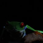 Rotaugenfrosch (Agalychnis callidryas)