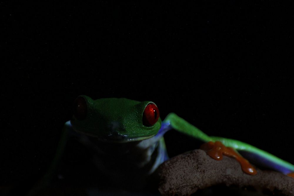 Rotaugenfrosch (Agalychnis callidryas)