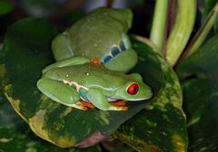 Rotaugenfrosch (Agalychnis callidryas).