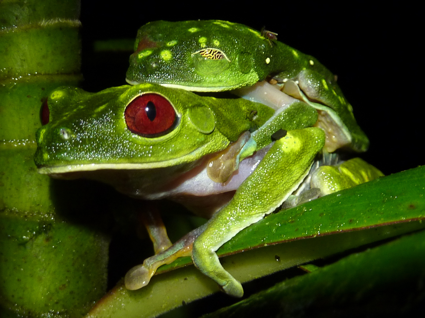 Rotaugenfrosch, Costa Rica