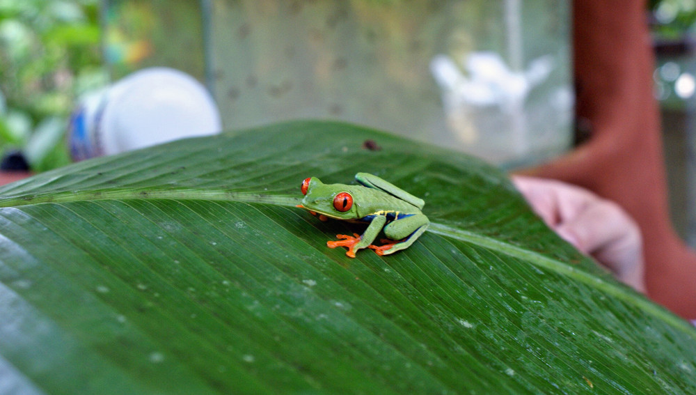 Rotaugenfrosch CostaRica