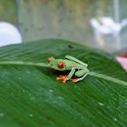 Rotaugenfrosch CostaRica