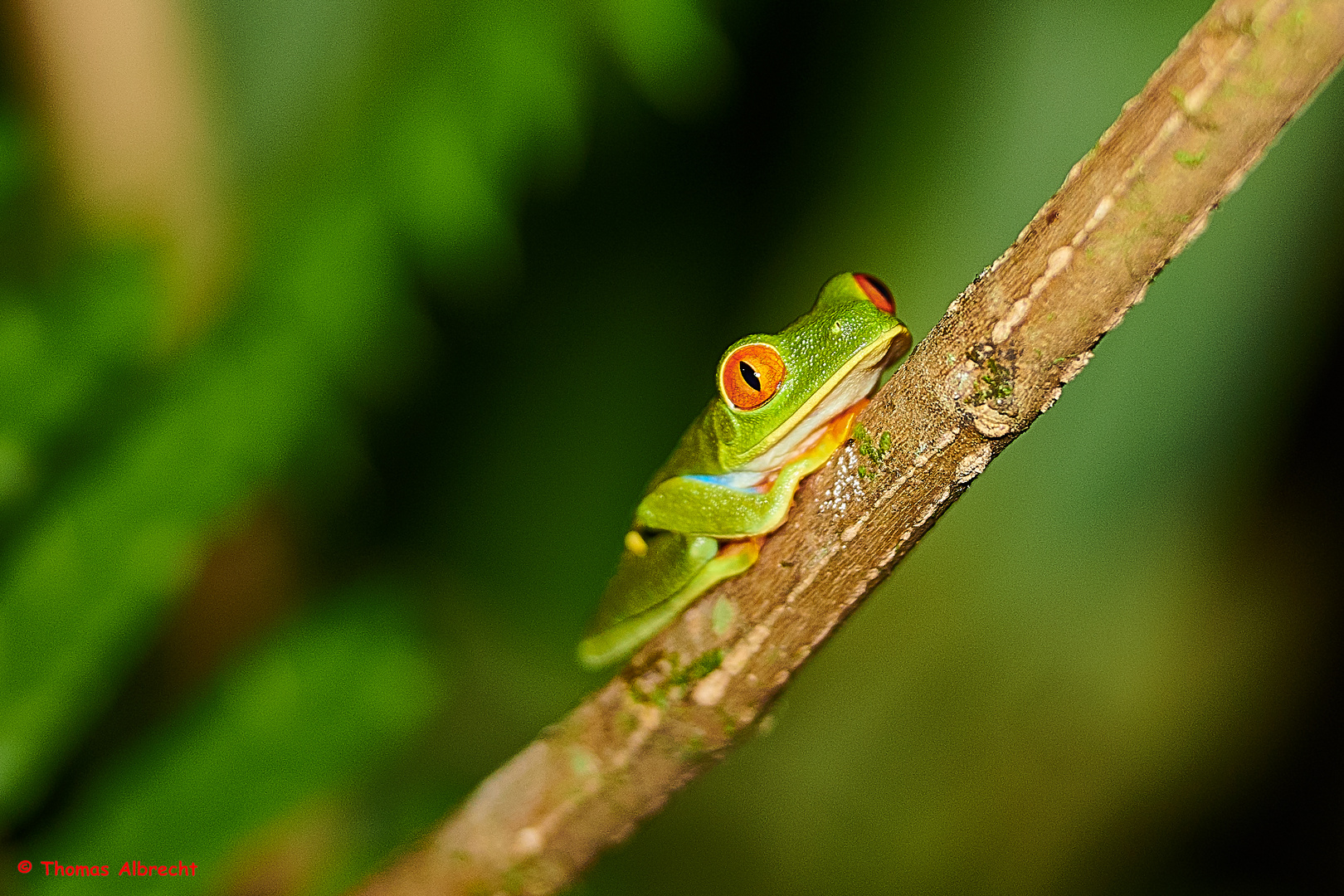 Rotaugenfrosch