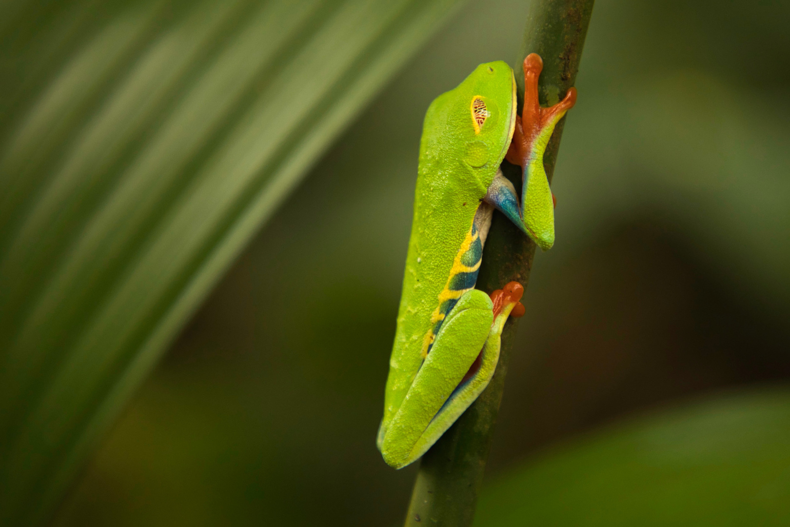 Rotaugenfrosch