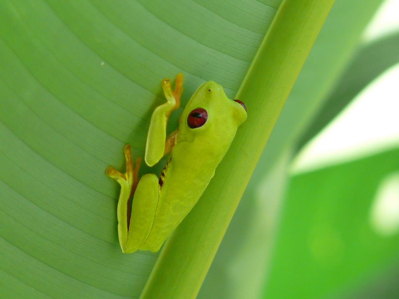 Rotaugenfrosch I